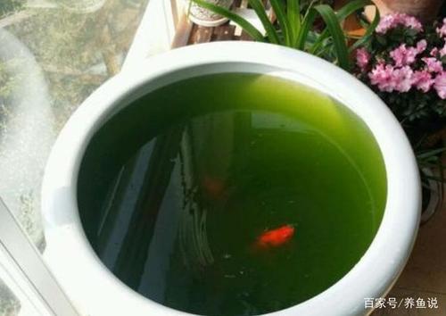 鱼缸变绿水是好是坏,揭开鱼缸绿水的面纱,绿水对观赏