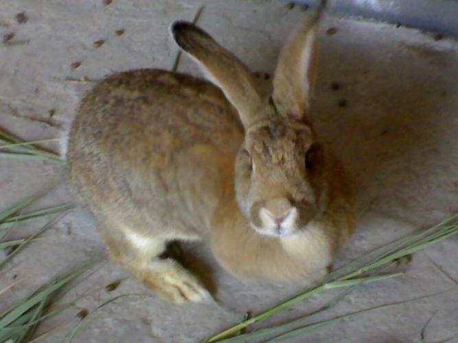  p>比利时兔是由比利时贝韦伦的野生穴兔改良而成,故也称 a href="#"