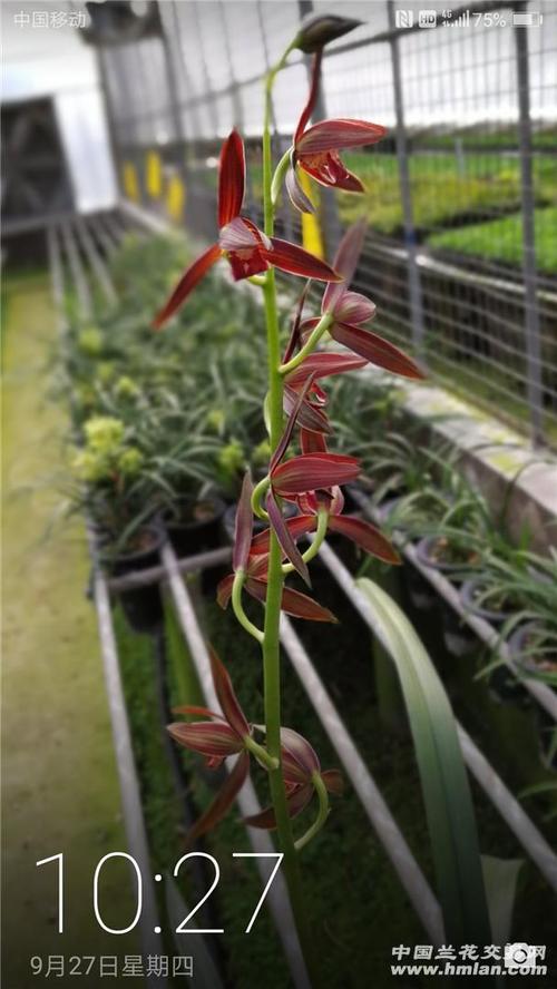 紫辰-墨兰篇-中国兰花交易网社区