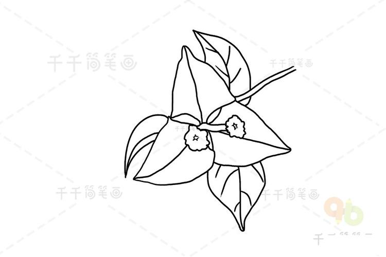 三角梅简笔画步骤图