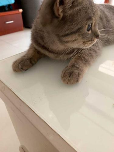 为什么英短蓝猫和英短银渐层长毛生出一只…狸猫?