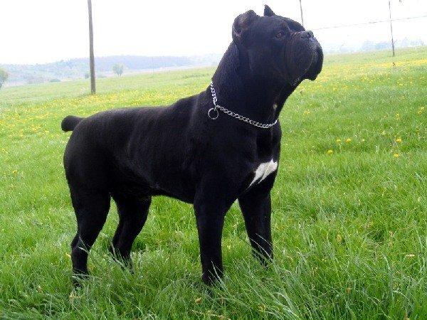  p>卡斯罗是标准的大型猛犬,它们强壮有力,具有典型的巨大头骨和关节