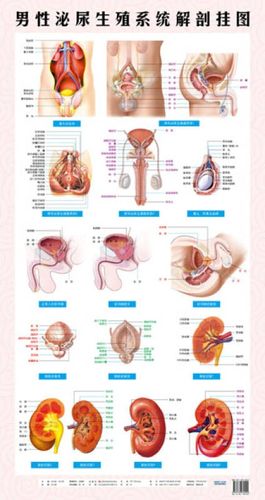 热销医用挂图 男性泌尿系统解剖挂图 正版             男性泌尿系统