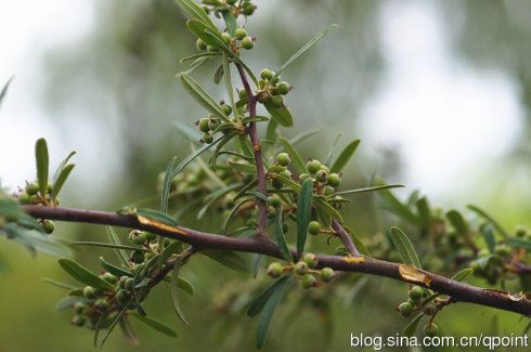 窄叶火棘 pyracantha angustifolia (蔷薇科火棘属)