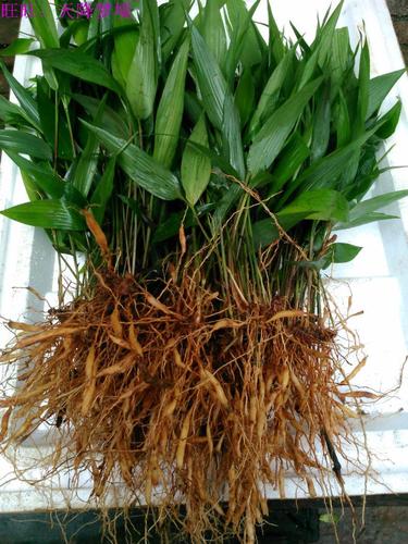 新鲜淡竹叶全株20一斤,,新鲜淡竹叶根部30一斤.