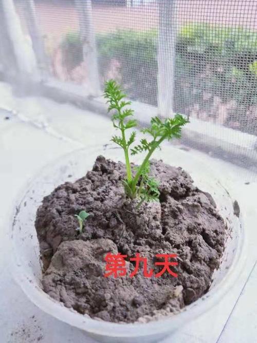 胡萝卜成长记(副本)