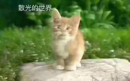 黄斑病变青光眼白内障他们眼睛看到的世界究竟会是什么样子的呢