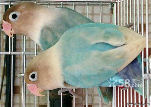 碧云天牡丹鹦鹉