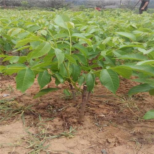 惠康苗木求购核桃苗出售核桃苗核桃苗价格核桃苗批发核桃苗品种基地