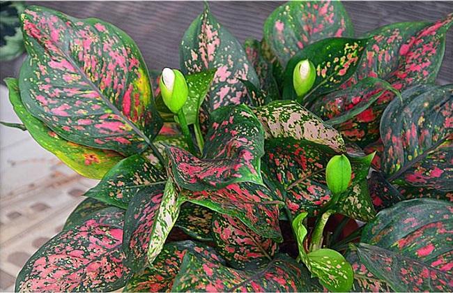 如意皇后的作用