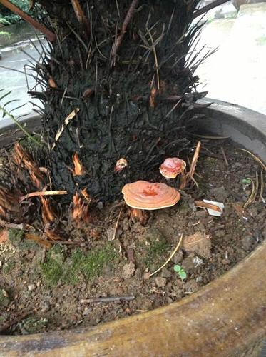 这是什么植物,看着像灵芝,长在我家铁树下面