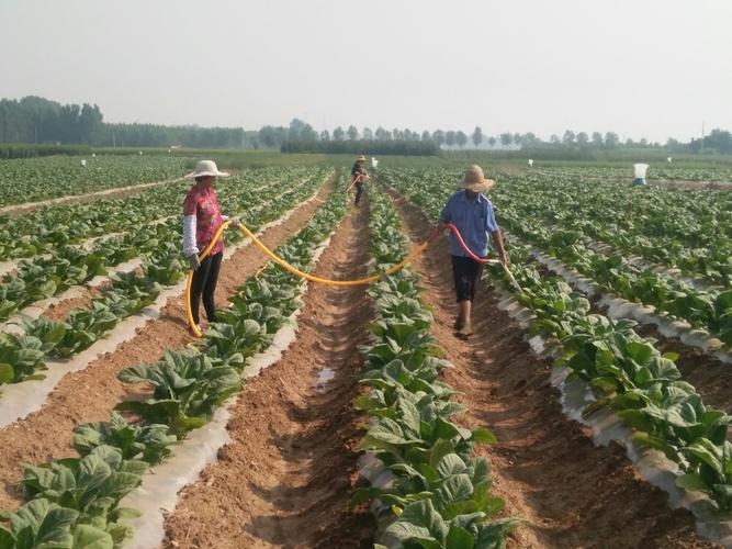 2018年不同时期烟田长势(烟叶生长过程与成熟采烤篇)