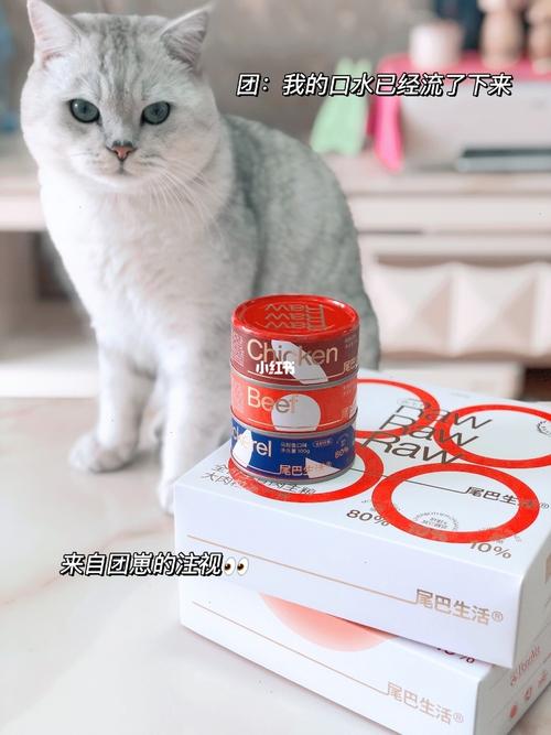 团崽日渐圆润98都是尾巴生活的功劳啊78_养猫_肉饼_尾巴生活怎么