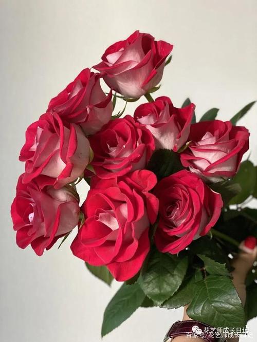 100朵玫瑰vol3:桃花雪,一面纯洁,一面妩媚,一片花瓣两种美!