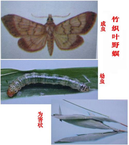 螟蛾类和天蛾类食叶害虫图片鉴别