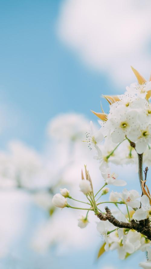清新好看的白色梨花图片手机壁纸