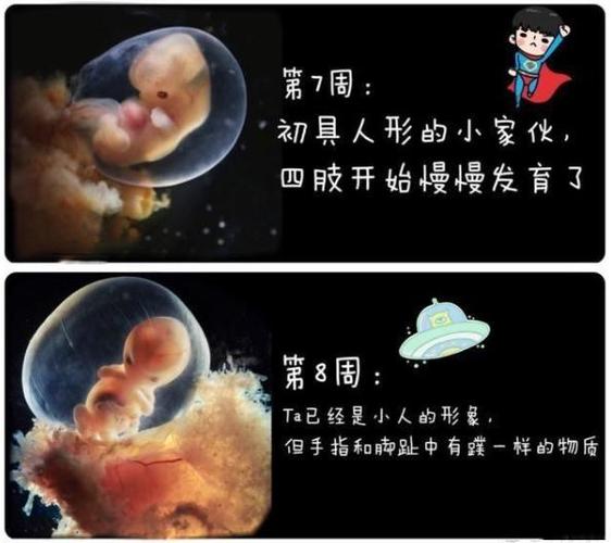 怀孕50多天胎儿是什么样?孕妈做好4点,避开胎停流产和