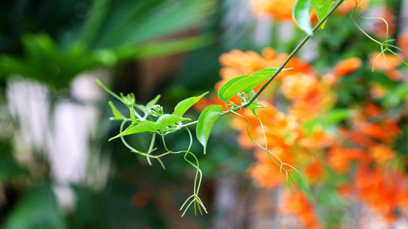 小清新绿色嫩芽植物图片桌面壁纸