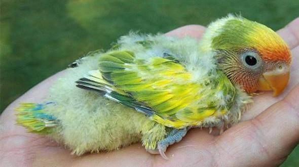 骡子牡丹鹦鹉幼鸟