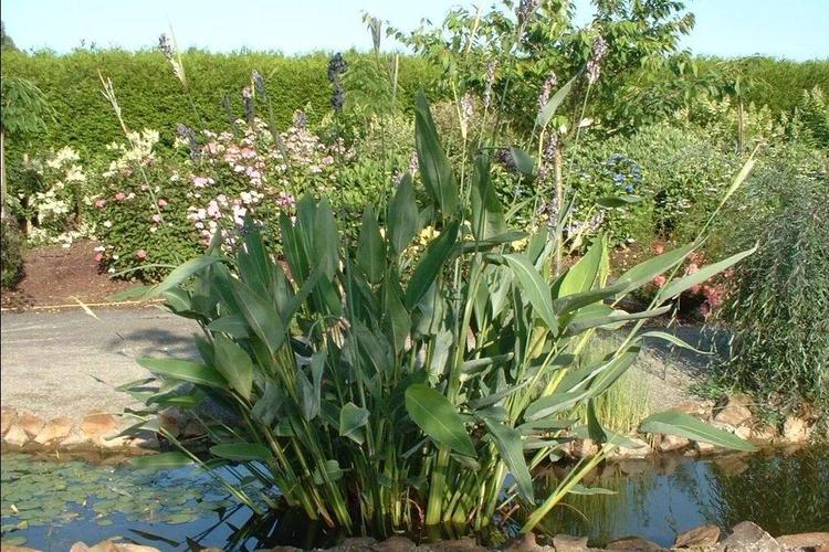 平常在水边基本都可以看到的8种植物为啥老是叫不出名字