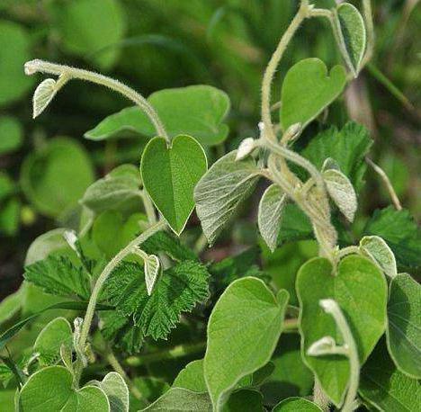 此为"寻骨风",可祛风止痛,增强体质,你一定要记住它的