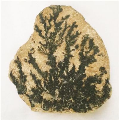 云霄乌山发现海藻化石 是远古时期闽南沧海桑田的史证