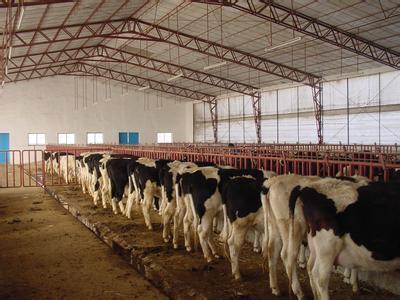 河南洛阳四川肉牛养殖基地-买夏洛莱牛到光明养牛场