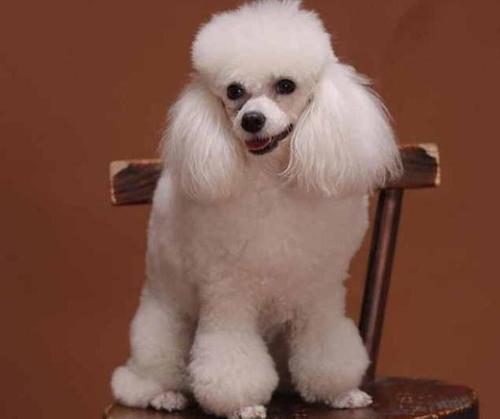 纯种贵宾犬具有以下6点特征