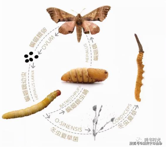 冬虫夏草是如何形成的冬虫夏草菌与蝙蝠蛾幼虫浪漫的一生