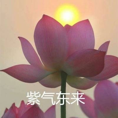 怎么用ps做荷花微信头像