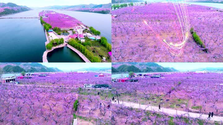 丹东河口桃花岛,鸭绿江边,十里桃花五月盛开的季节画质检查举报作品