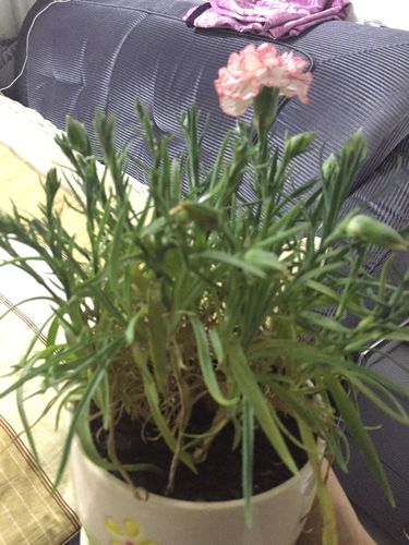 康乃馨叶子枯萎发黄,基本2天浇水一次,是什么问题呢