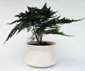 云竹盆栽文竹绿植净化空气好养植物文竹苗办公室花卉小盆景包邮