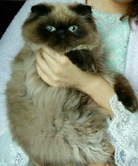 纯种喜马拉雅猫罕见的眼鼻一线
