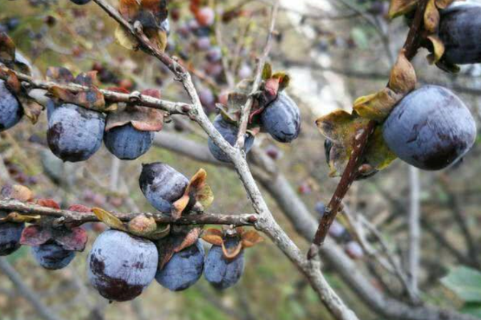 黑枣:柿子的一种,学名叫君迁子,儿时当零食吃,如今十几元一斤