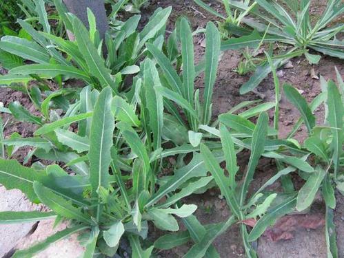 生活小常识:败酱草的功效与作用