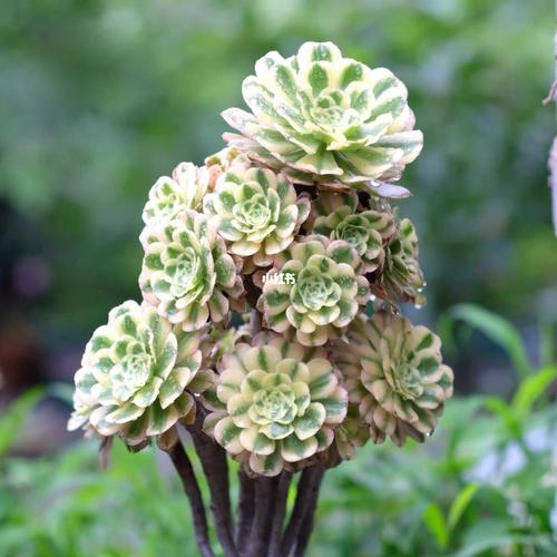 各种多肉法师锦的状态图～_多肉植物_高端法师锦_家居