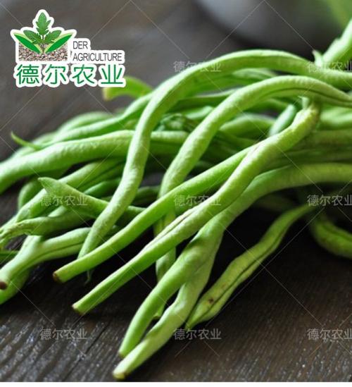 泰国无筋架豆王种子长芸豆菜豆四季豆青豆春夏季蔬菜种子高产包邮