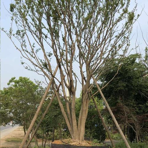 其他常绿乔木-南京市浦口区范永祥苗圃场