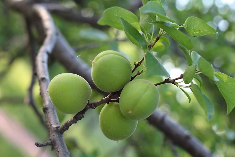 野山杏的功效与作用山杏的功效和作用是什么