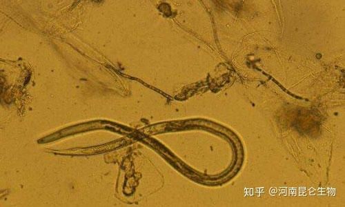 根线虫咋治怎样预防根结线虫带来的危害防治根结线虫用线翘翘