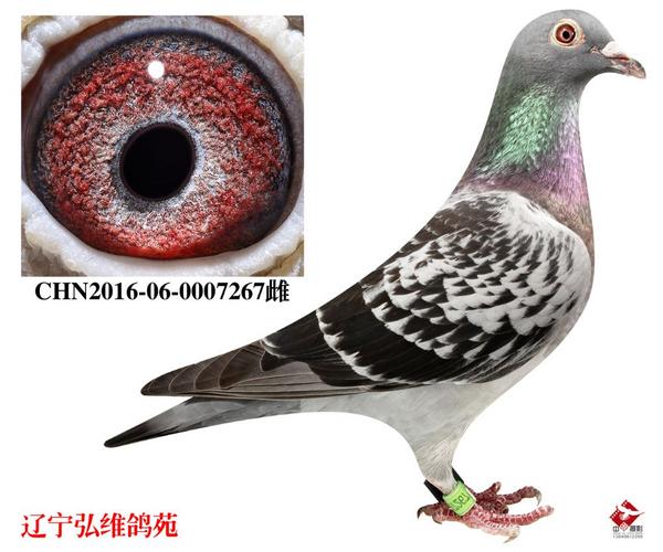 chn2016-06-0007267雌_辽宁弘维鸽苑-中信网爱鸽商城