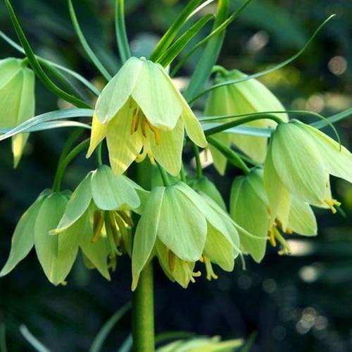 5颗贝母种球川贝进口植物多年生四季耐寒盆栽种球