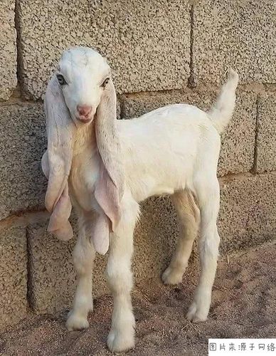 繁殖率高的优良品种,比如小尾寒羊,波尔山羊,阿勒泰大尾巴羊或者棉羊