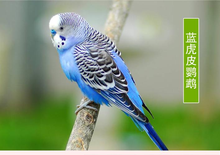 鹦鹉活鸟小型会说话虎皮鹦鹉活体鸟活物宠物鸟玄凤一对绿虎皮一公一母