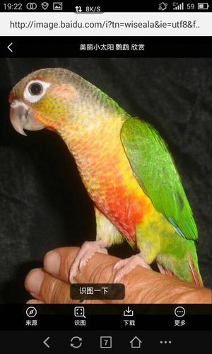 小太阳鹦鹉各种叫声