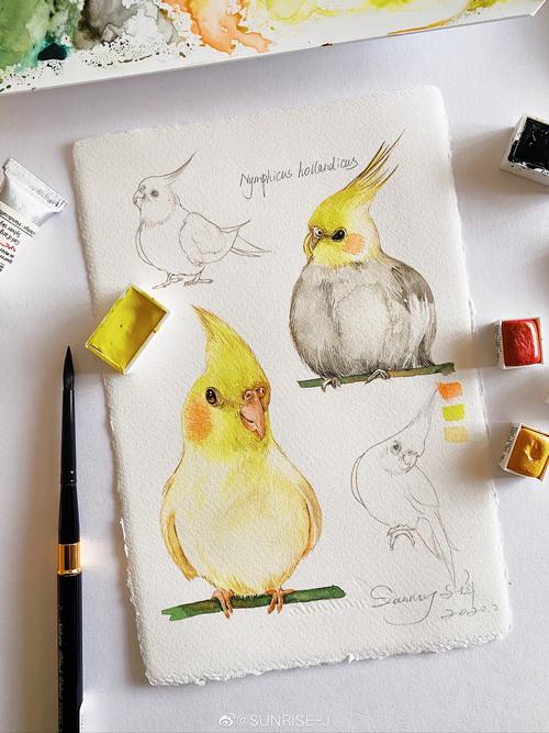 水彩原创 肥嘟嘟的玄凤鹦鹉