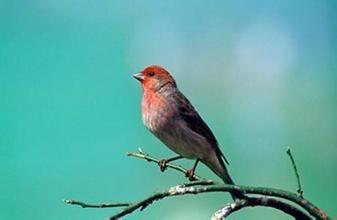 麻料鸟叫声mp3下载