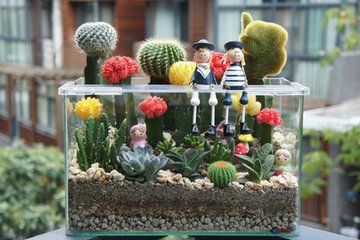 家里闲置的鱼缸养什么啊