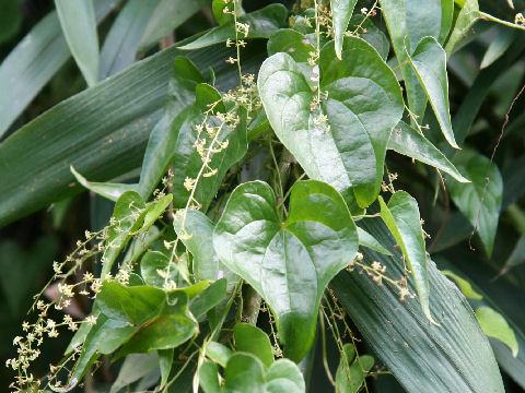 供应陕西昊辰生物萆薢(bixie)提取物 查看商品详情>